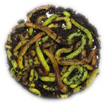 Livebaits 40g Medium Green Dendrobaenas Worms